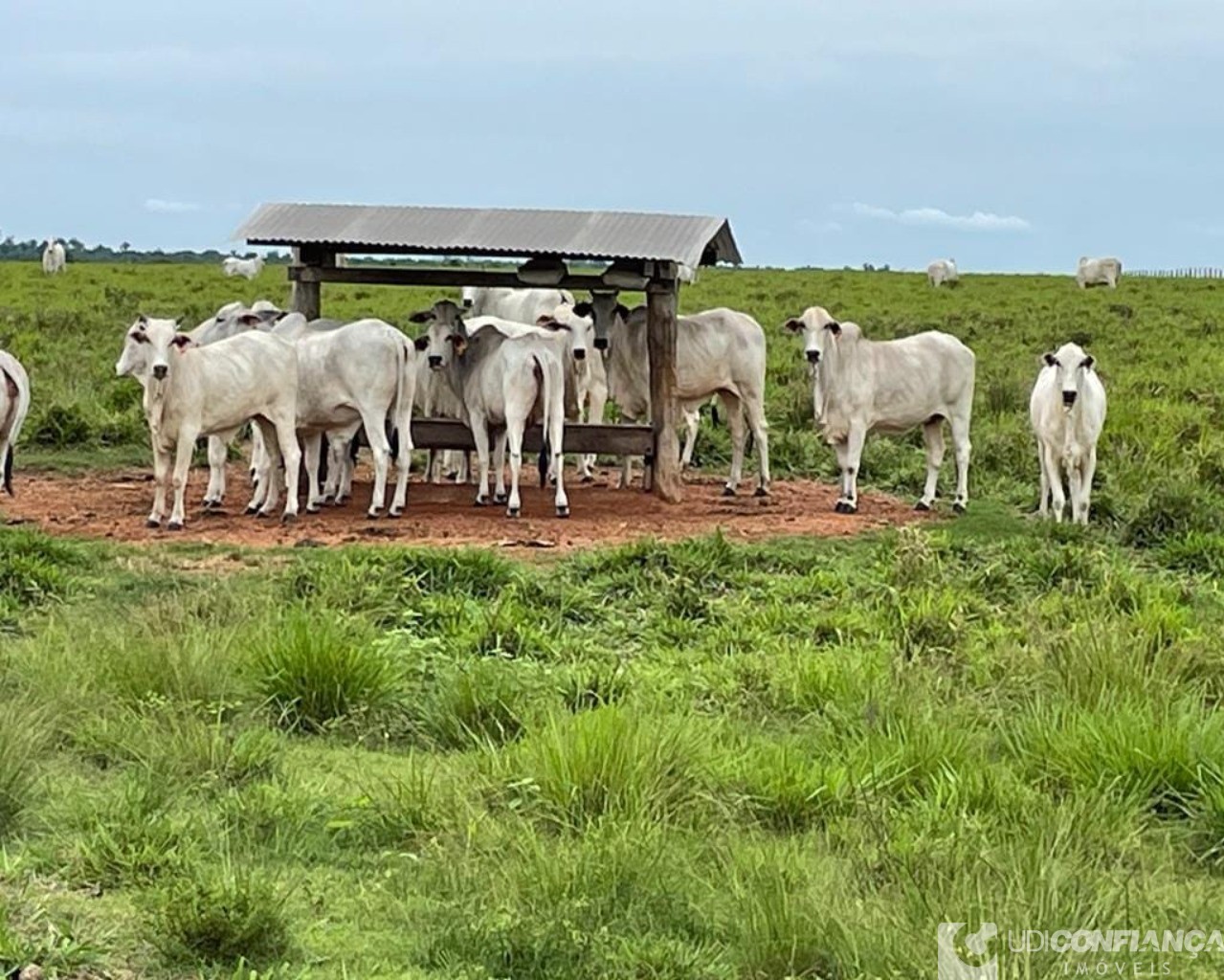 Fazenda à venda - Foto 29