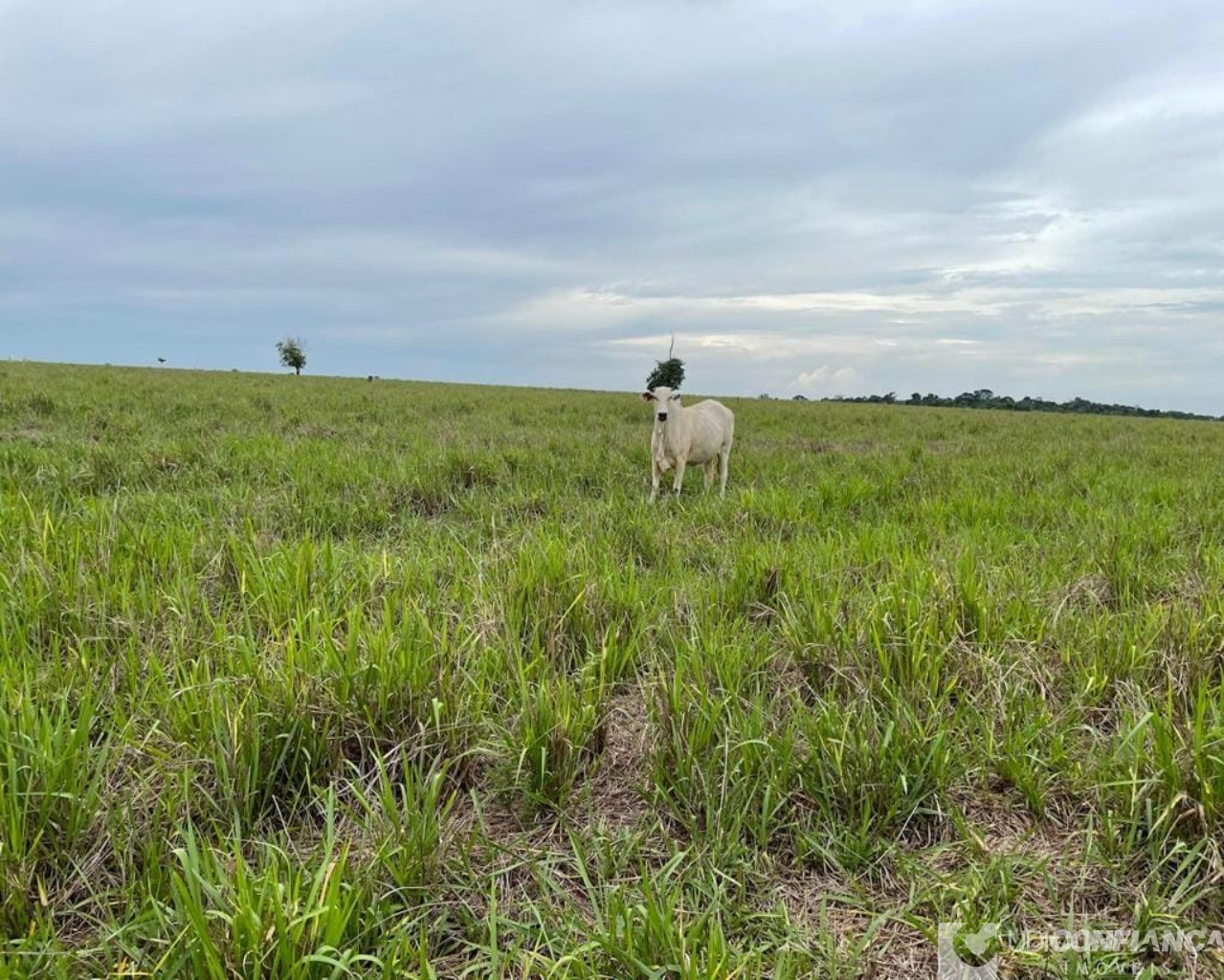 Fazenda à venda - Foto 14