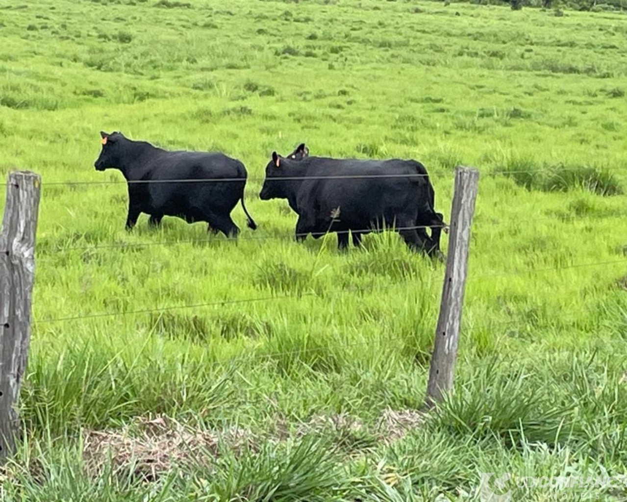 Fazenda à venda - Foto 18