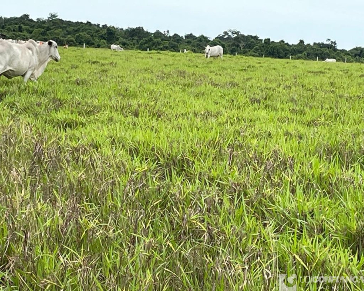 Fazenda à venda - Foto 23