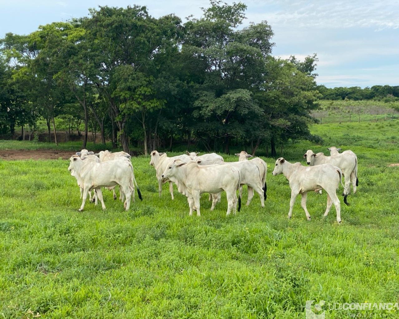 Fazenda à venda - Foto 8