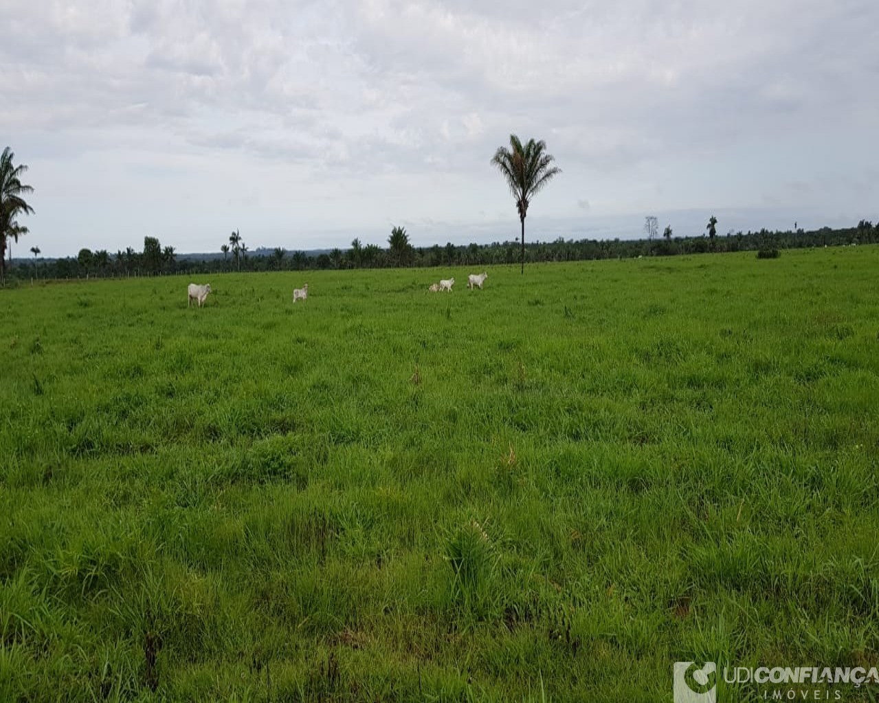 Fazenda à venda, 600m² - Foto 23