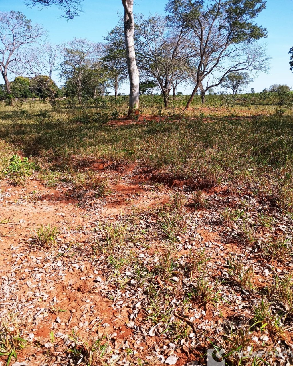 Fazenda à venda - Foto 4