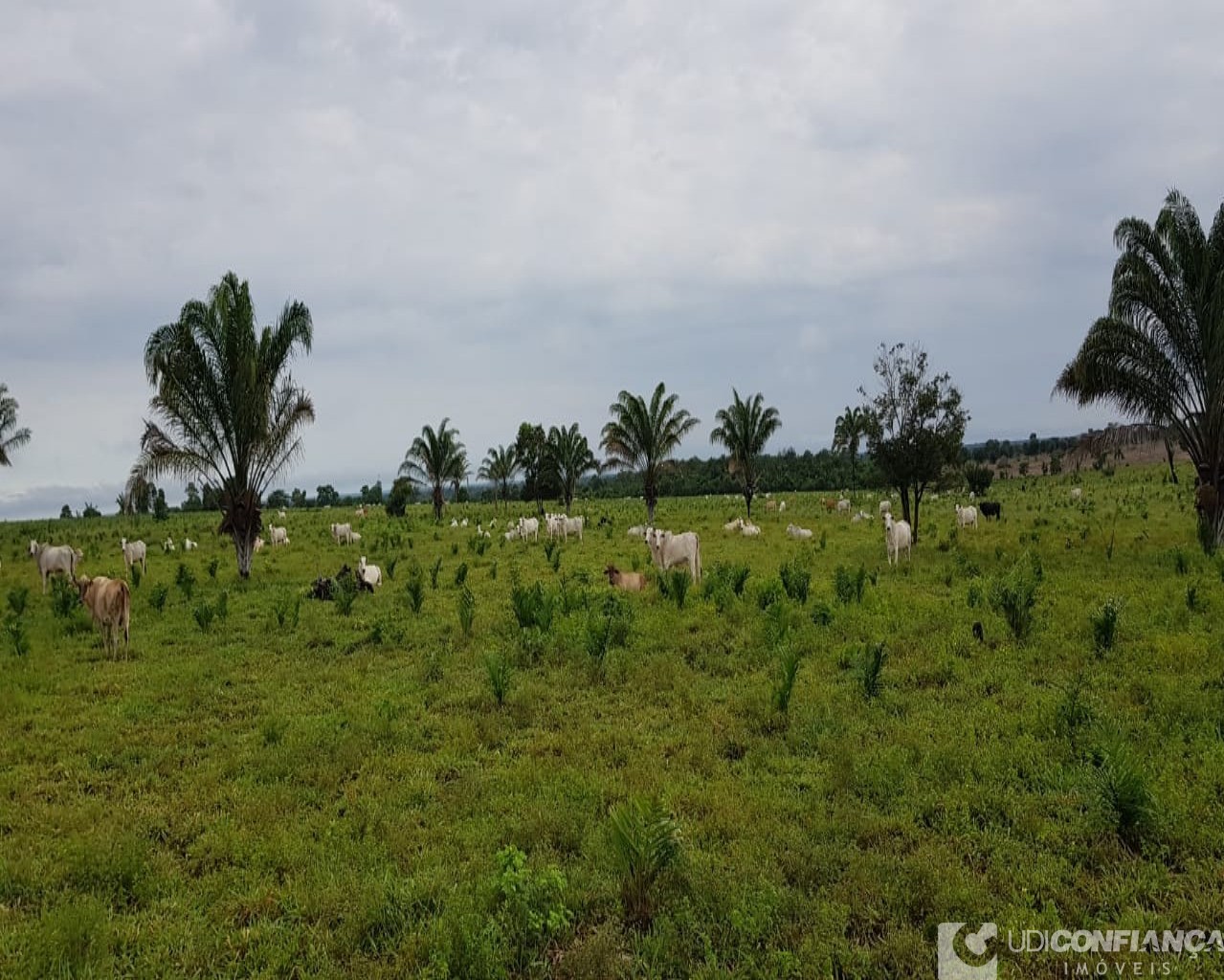 Fazenda à venda, 600m² - Foto 6