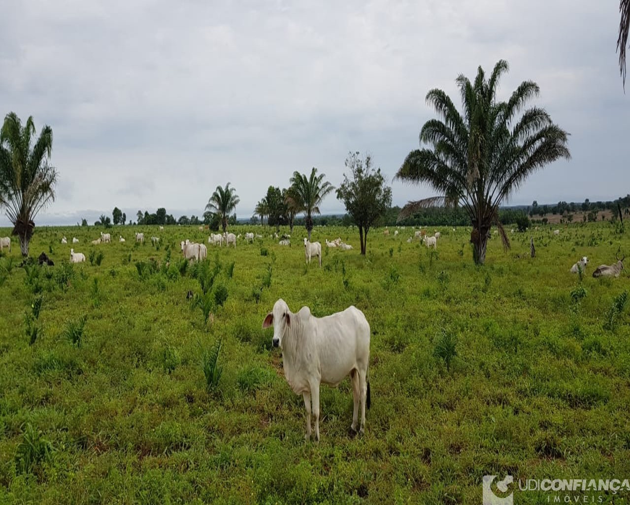 Fazenda à venda, 600m² - Foto 16