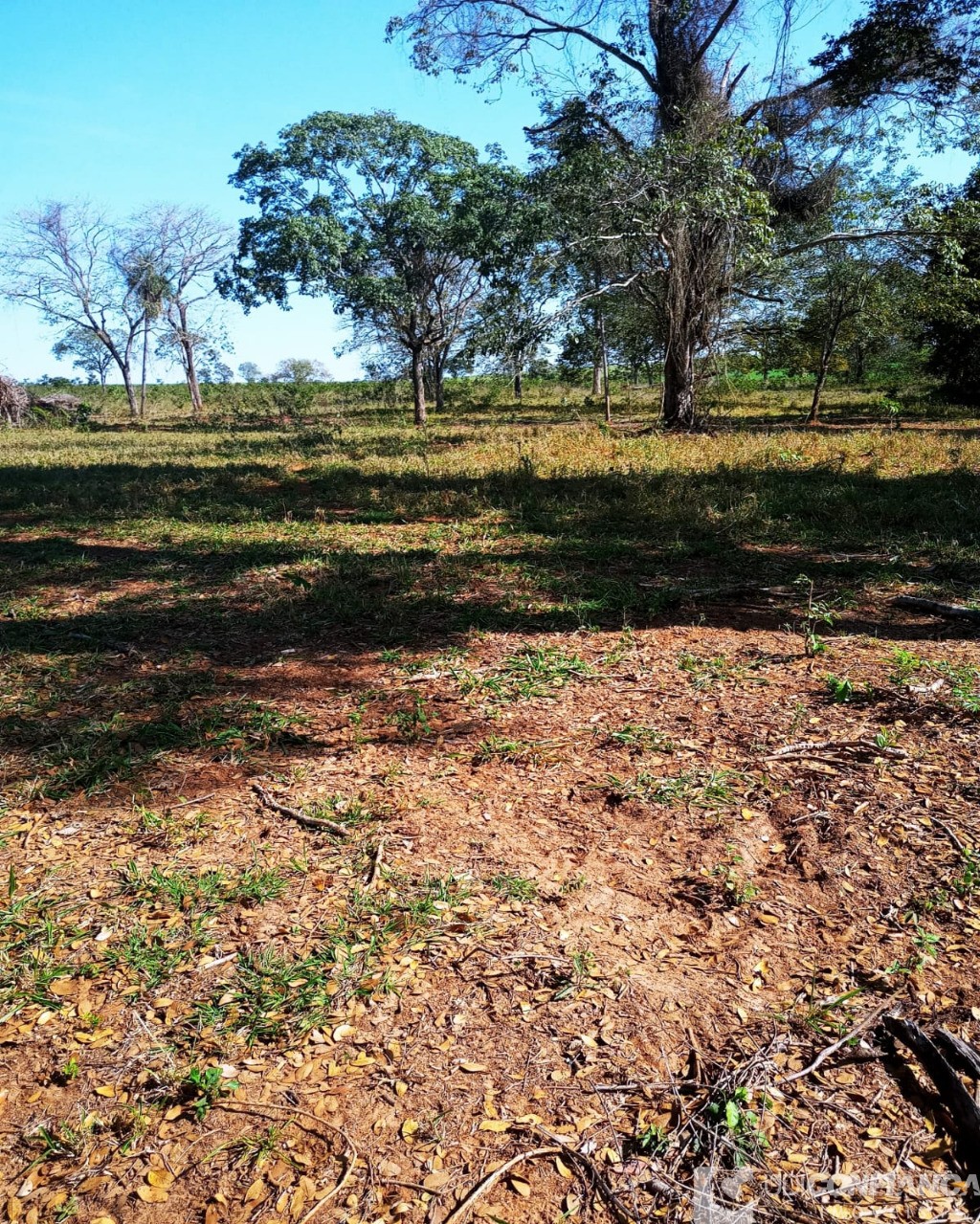 Fazenda à venda - Foto 6