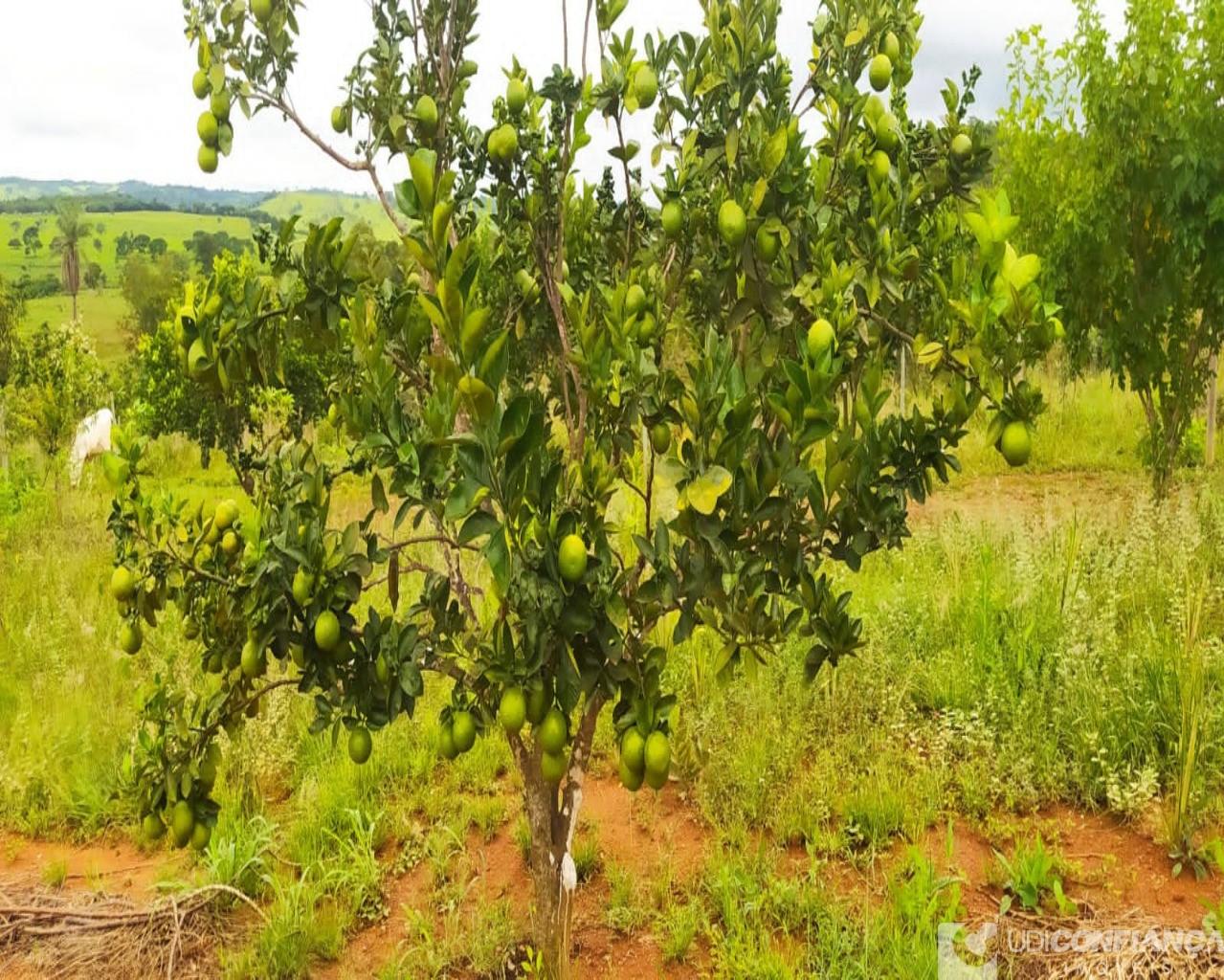 Fazenda à venda, 7000m² - Foto 5