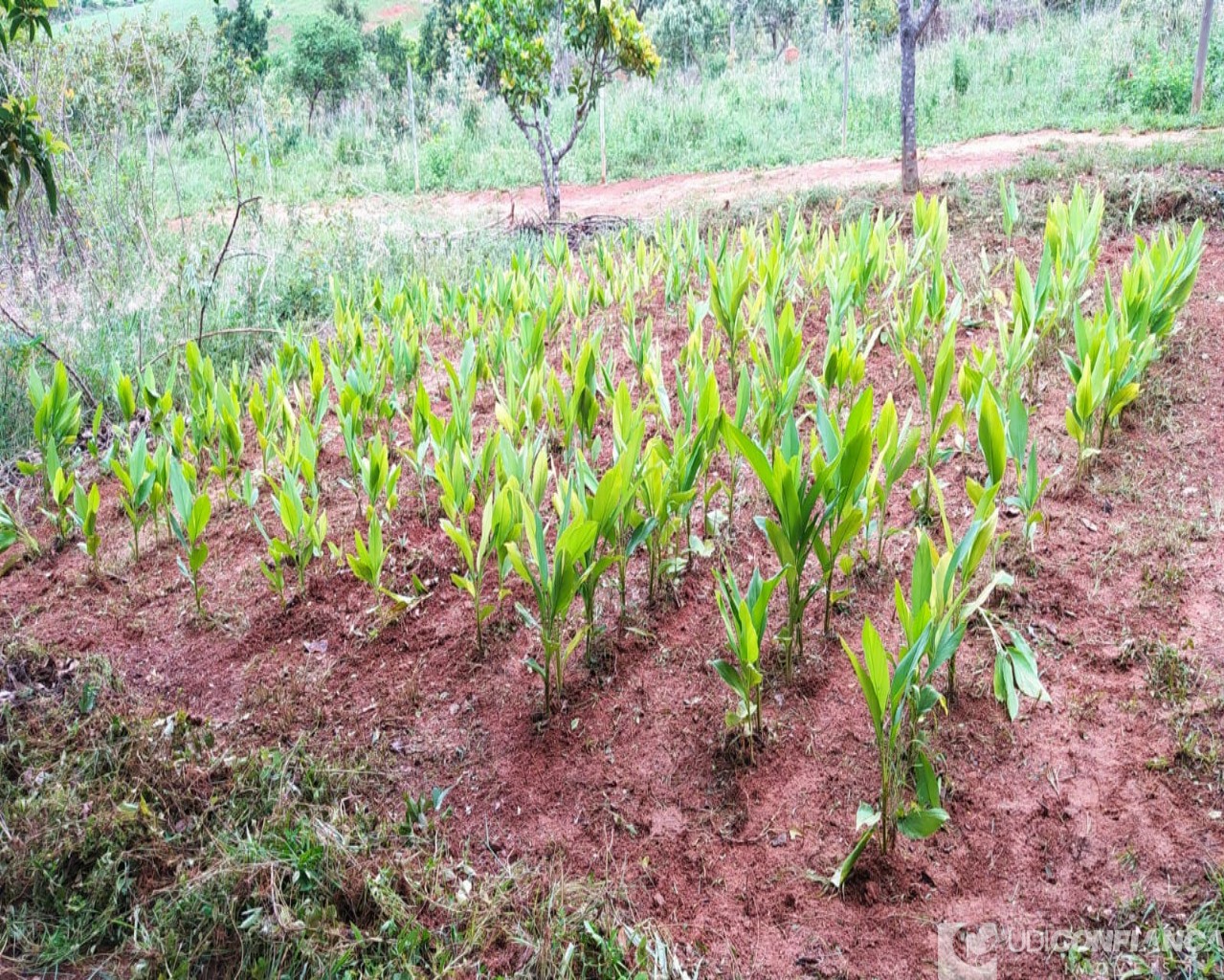 Fazenda à venda, 7000m² - Foto 10