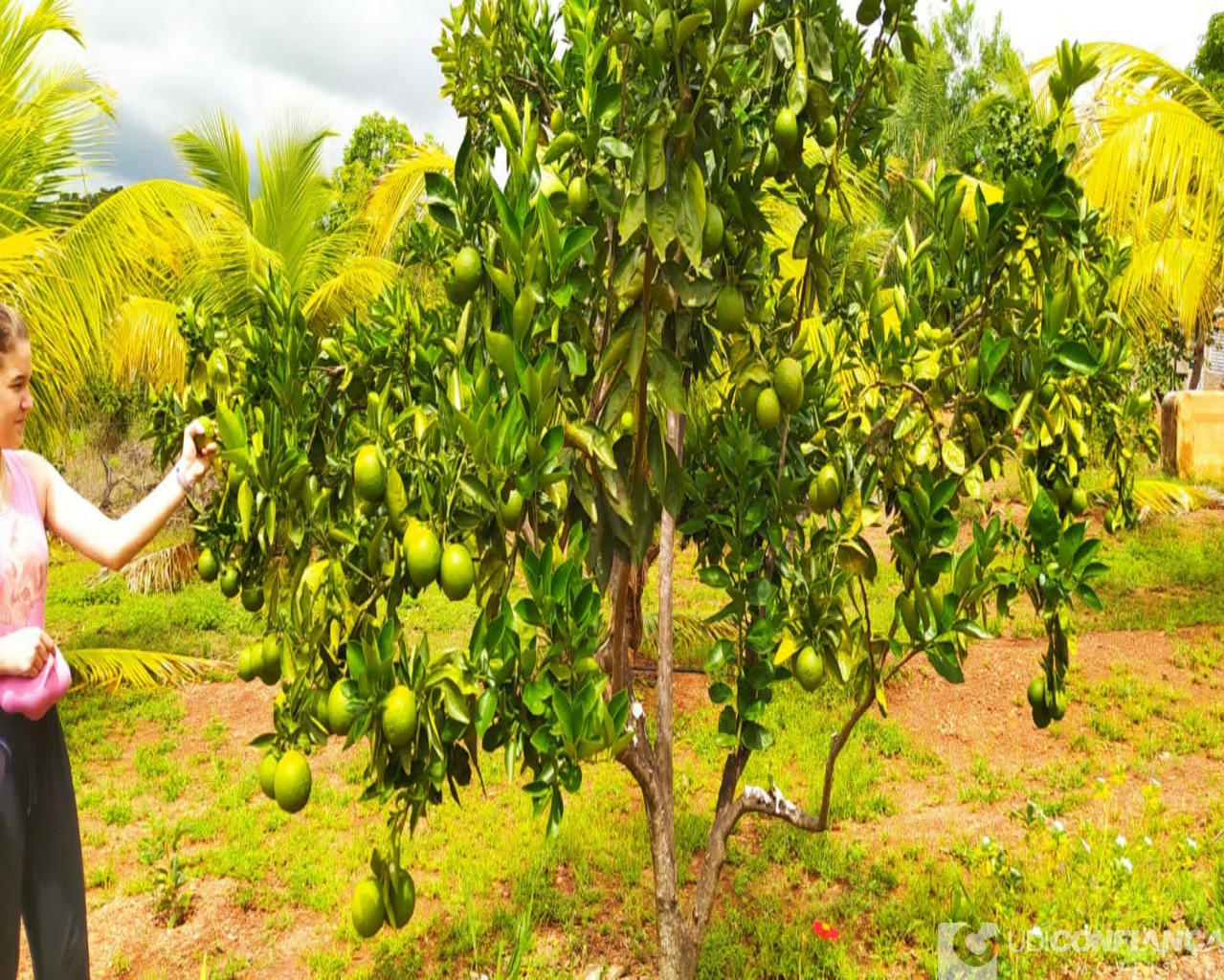 Fazenda à venda, 7000m² - Foto 9