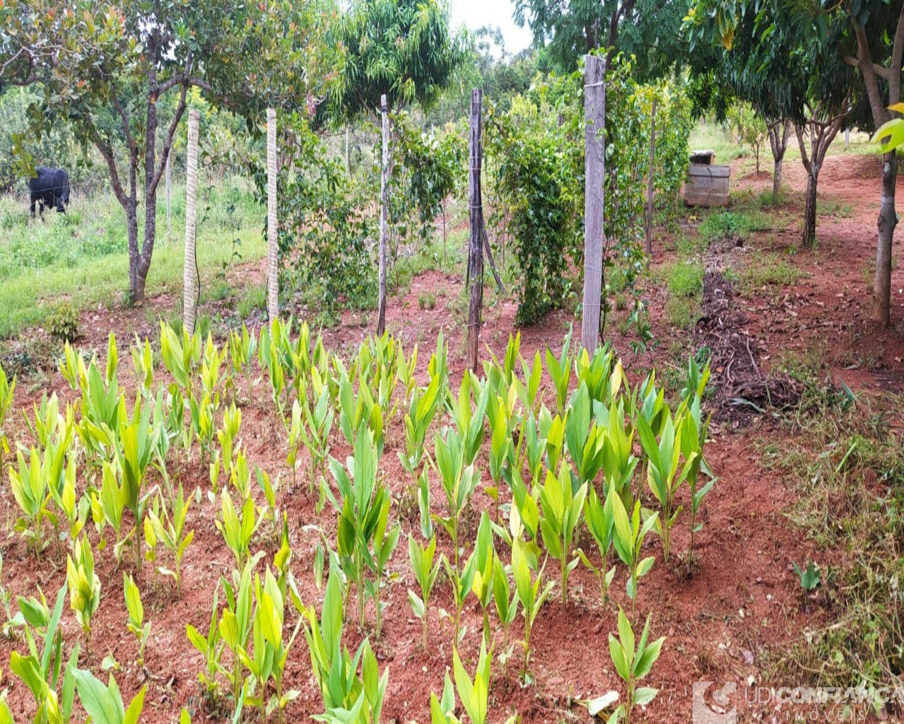 Fazenda à venda, 7000m² - Foto 6