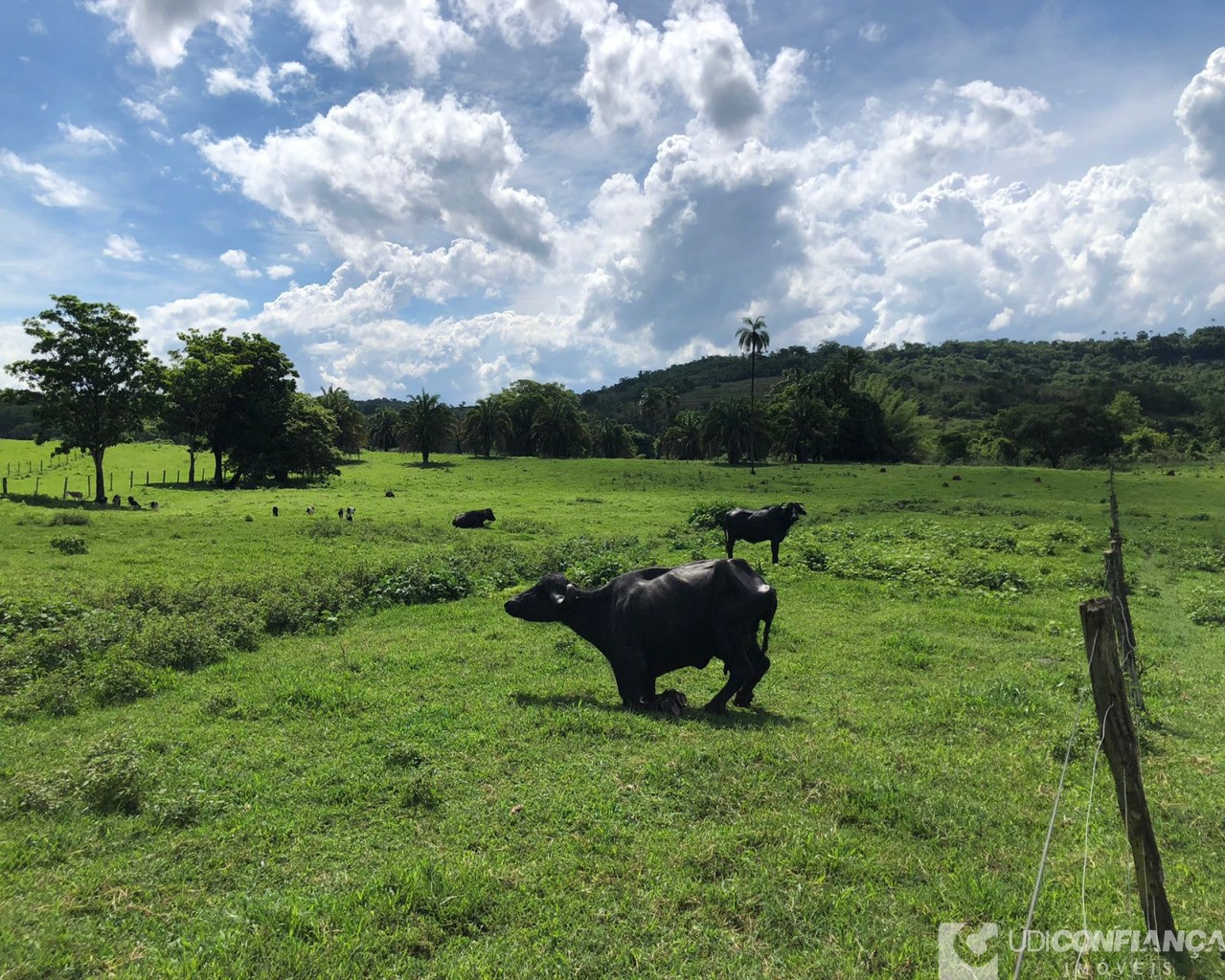 Fazenda à venda - Foto 4