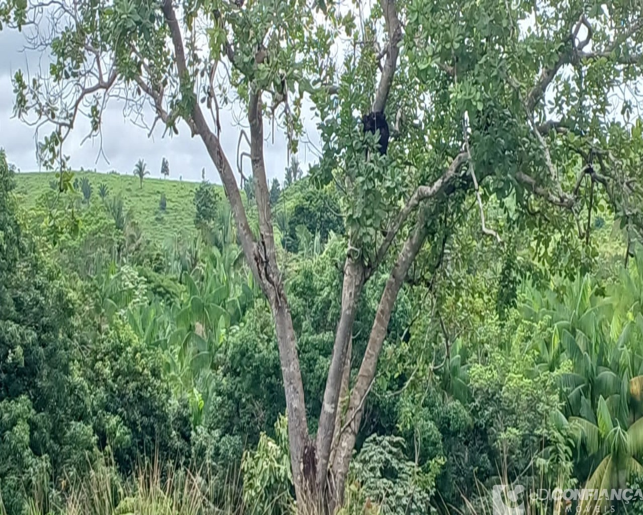 Fazenda à venda - Foto 20