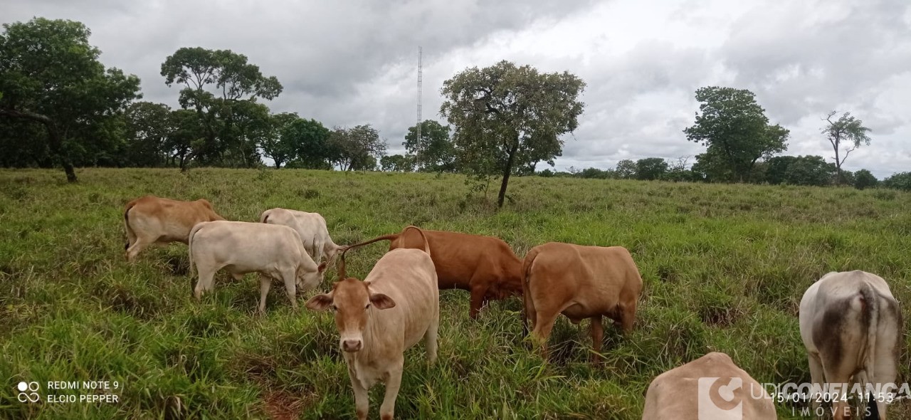 Fazenda à venda - Foto 11