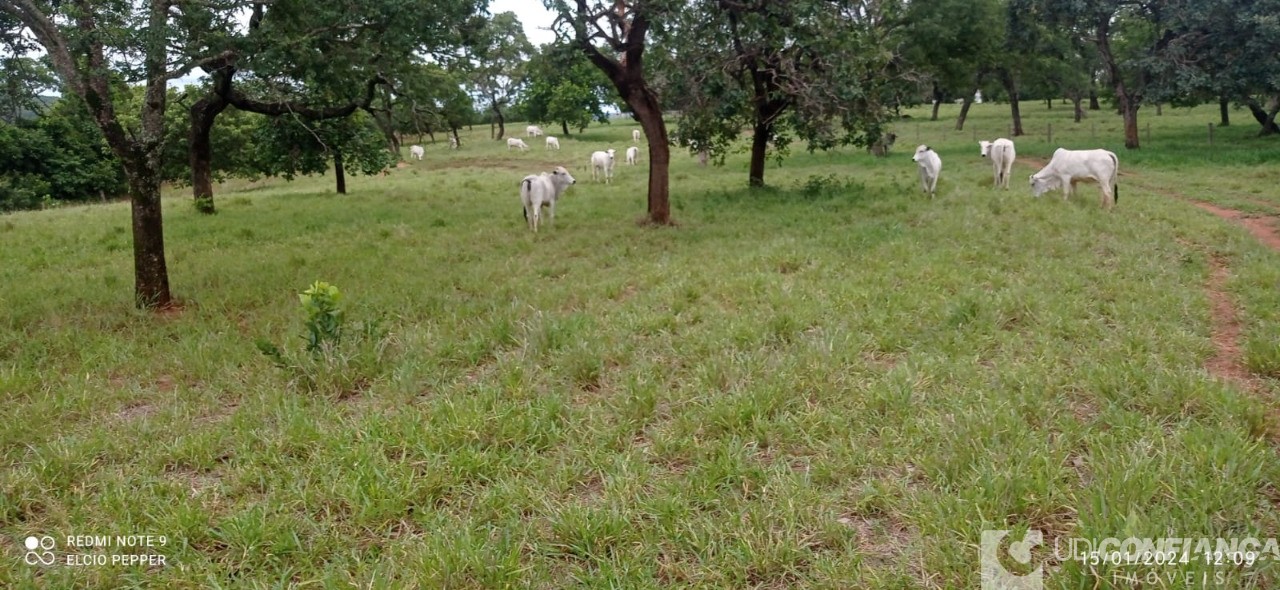 Fazenda à venda - Foto 19