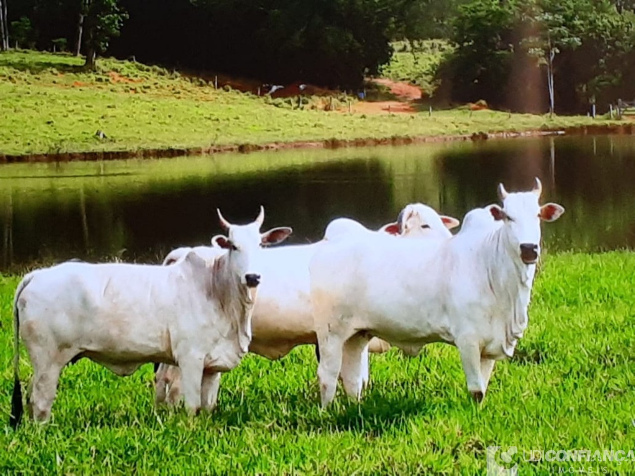 Fazenda à venda - Foto 6