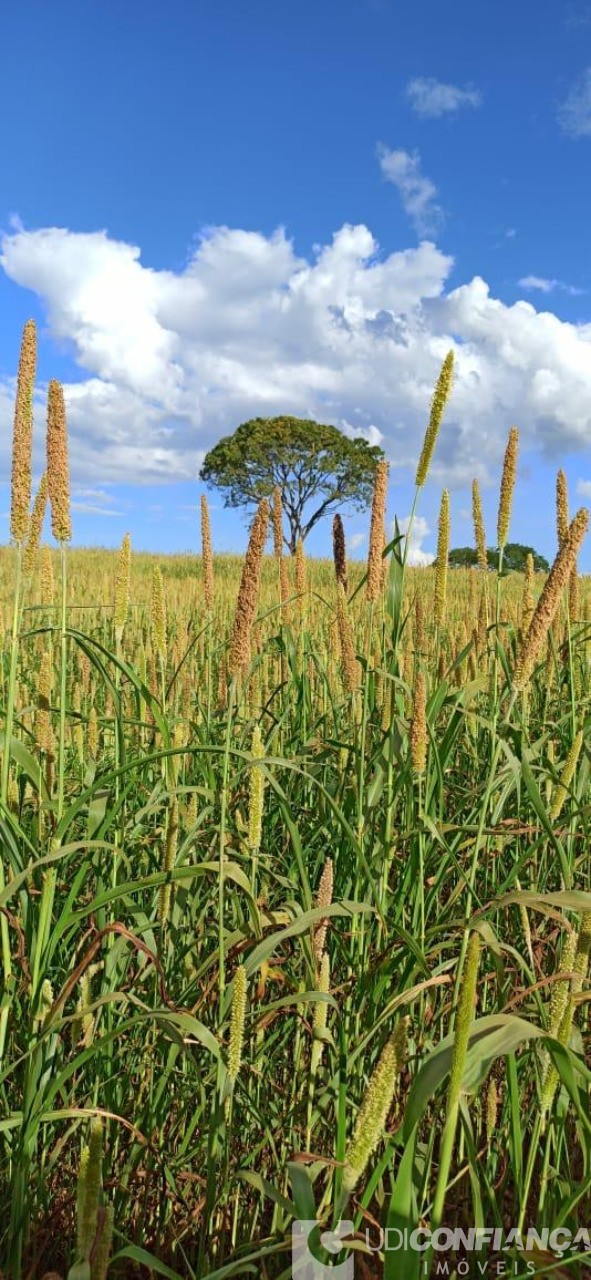 Fazenda à venda - Foto 7