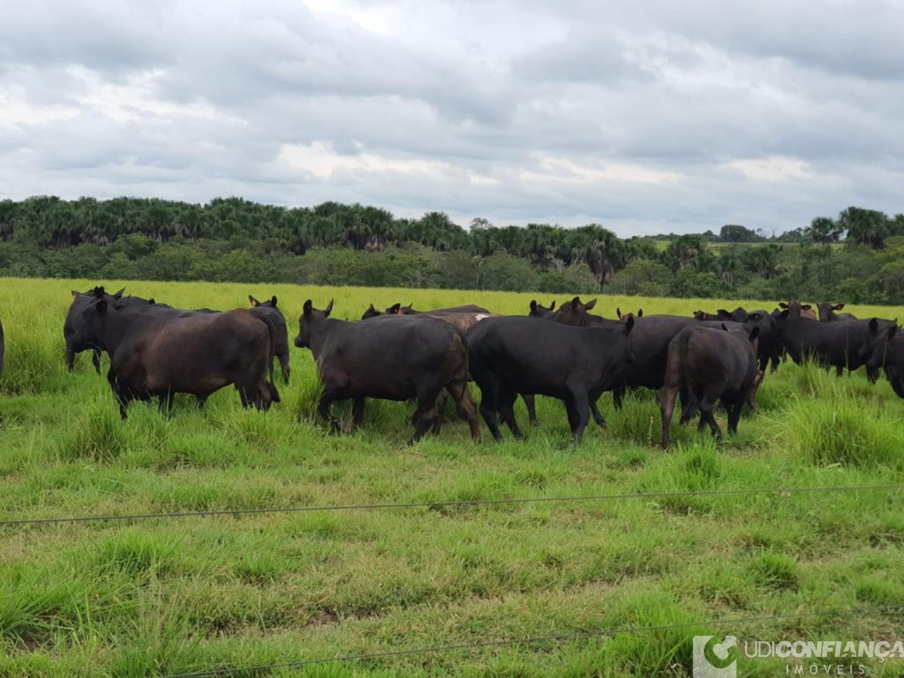 Fazenda à venda - Foto 6