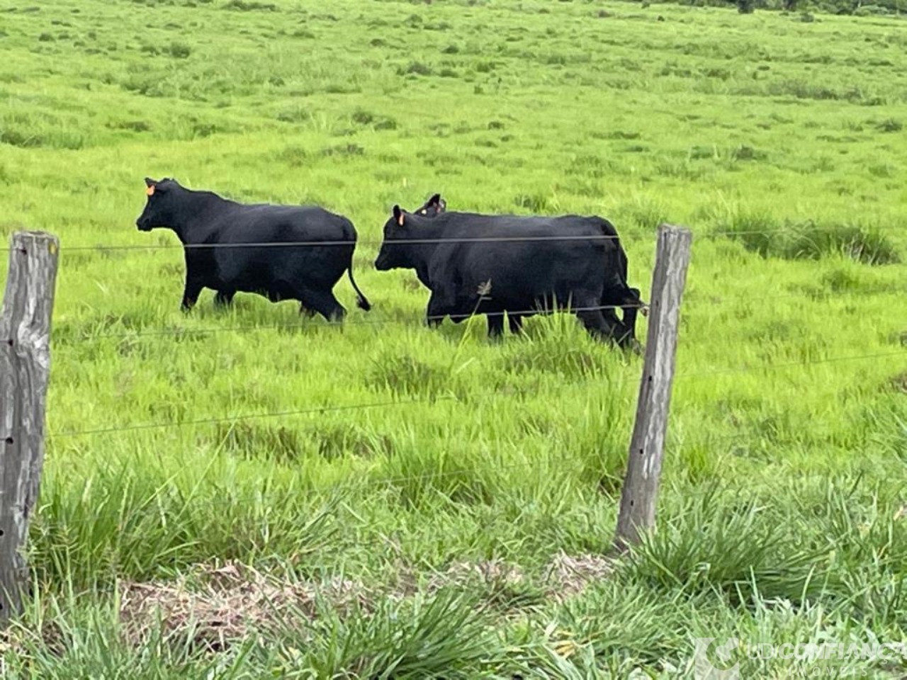 Fazenda à venda - Foto 9