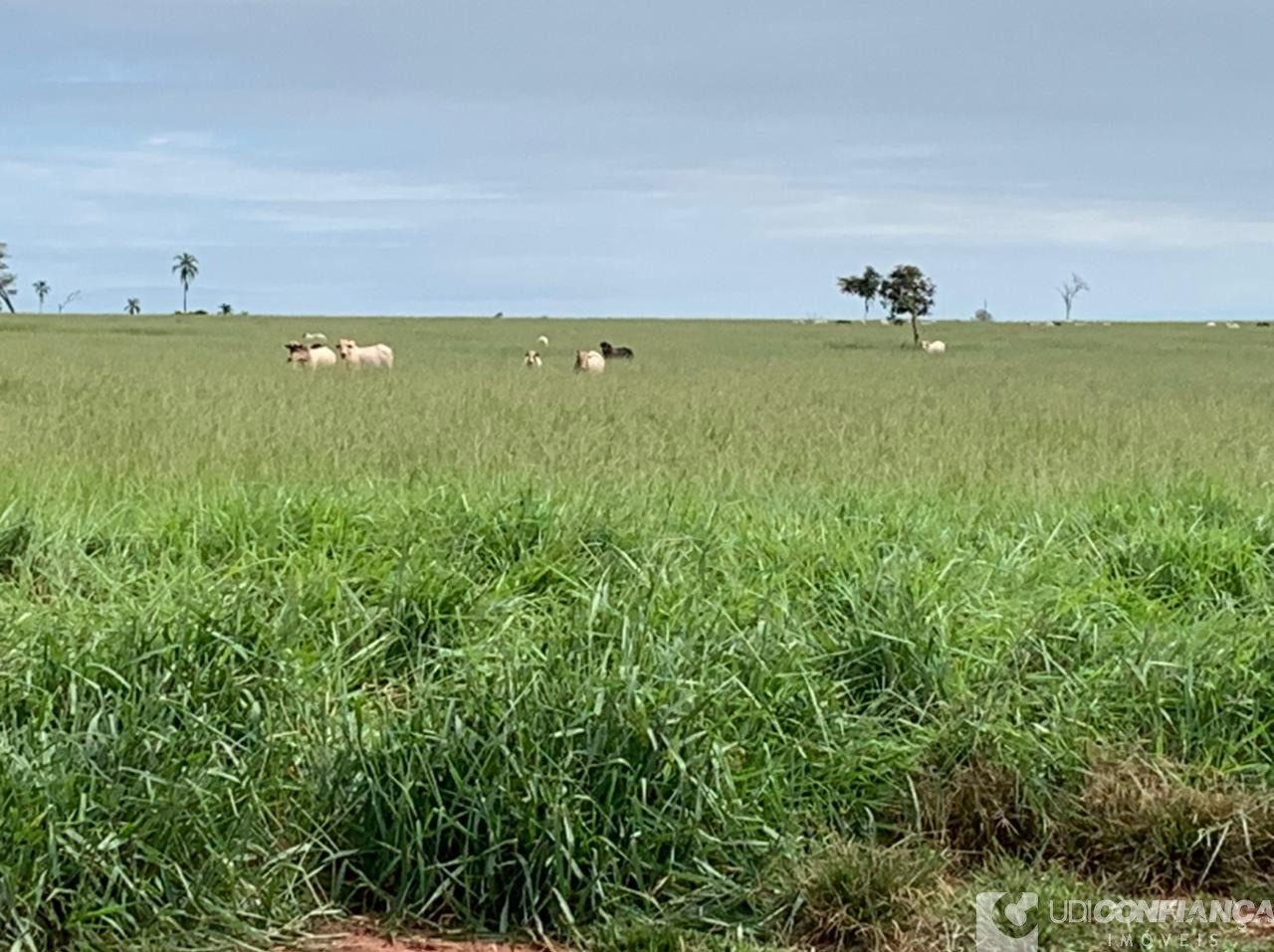 Fazenda à venda - Foto 8