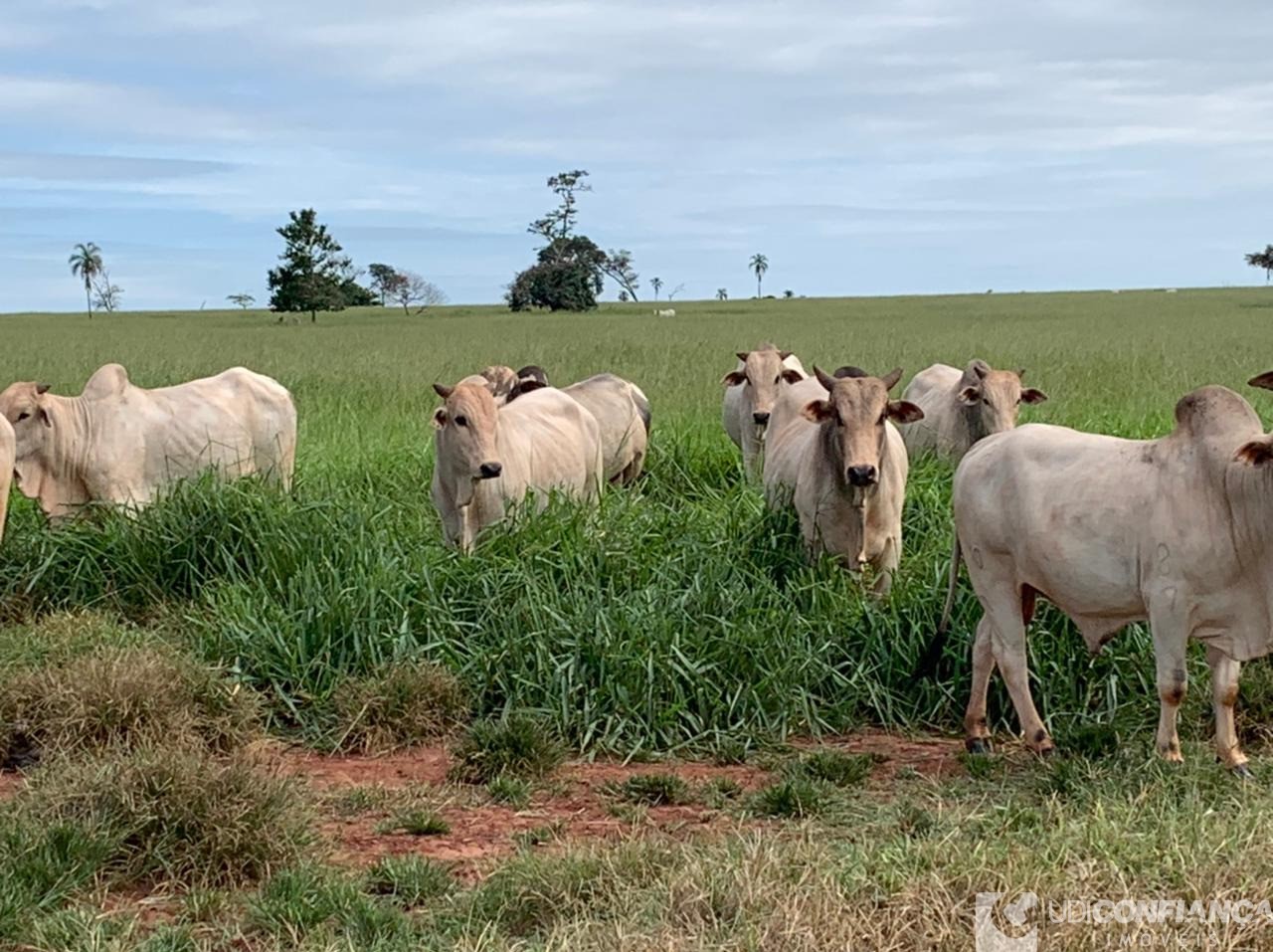 Fazenda à venda - Foto 16