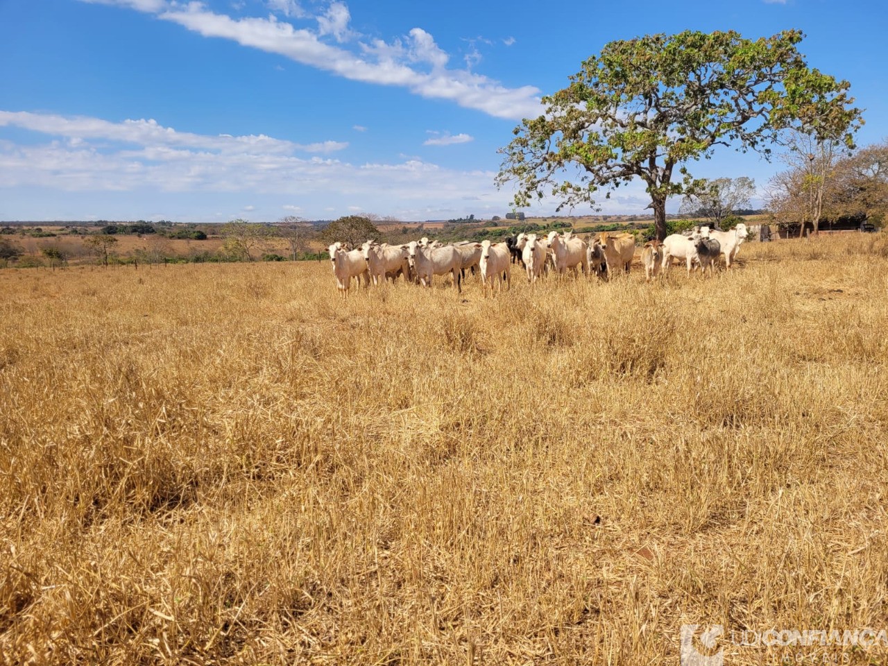 Fazenda à venda - Foto 10