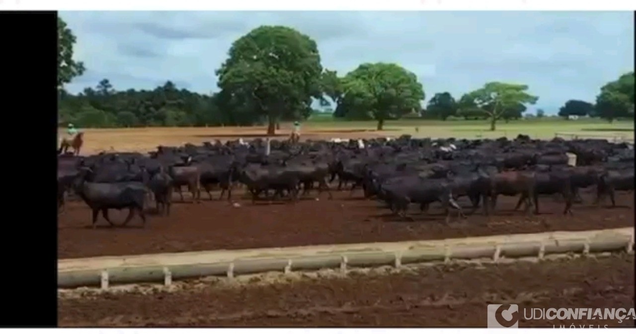 Fazenda à venda - Foto 7