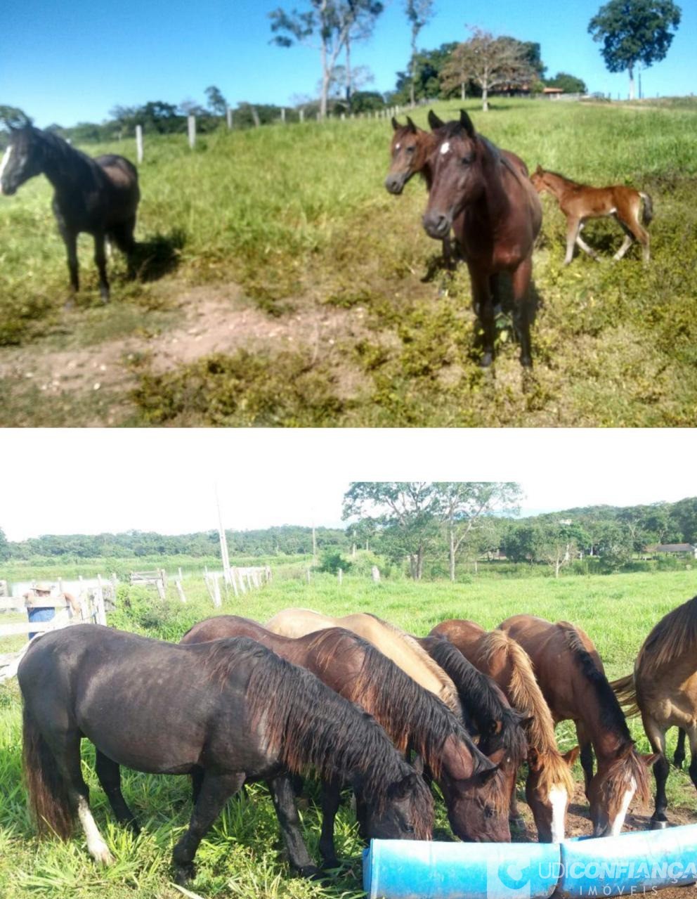 Fazenda à venda - Foto 14