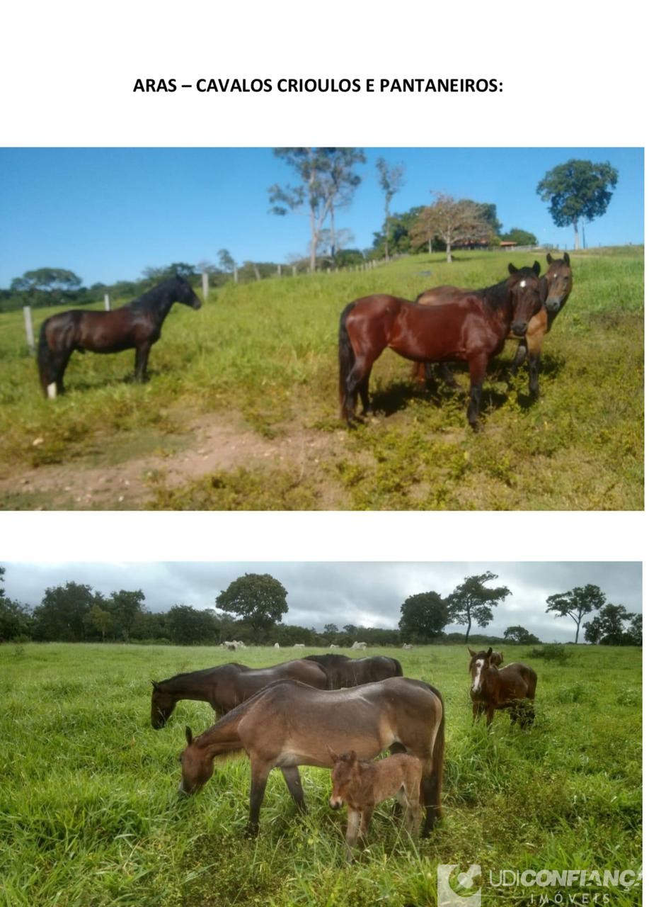 Fazenda à venda - Foto 13