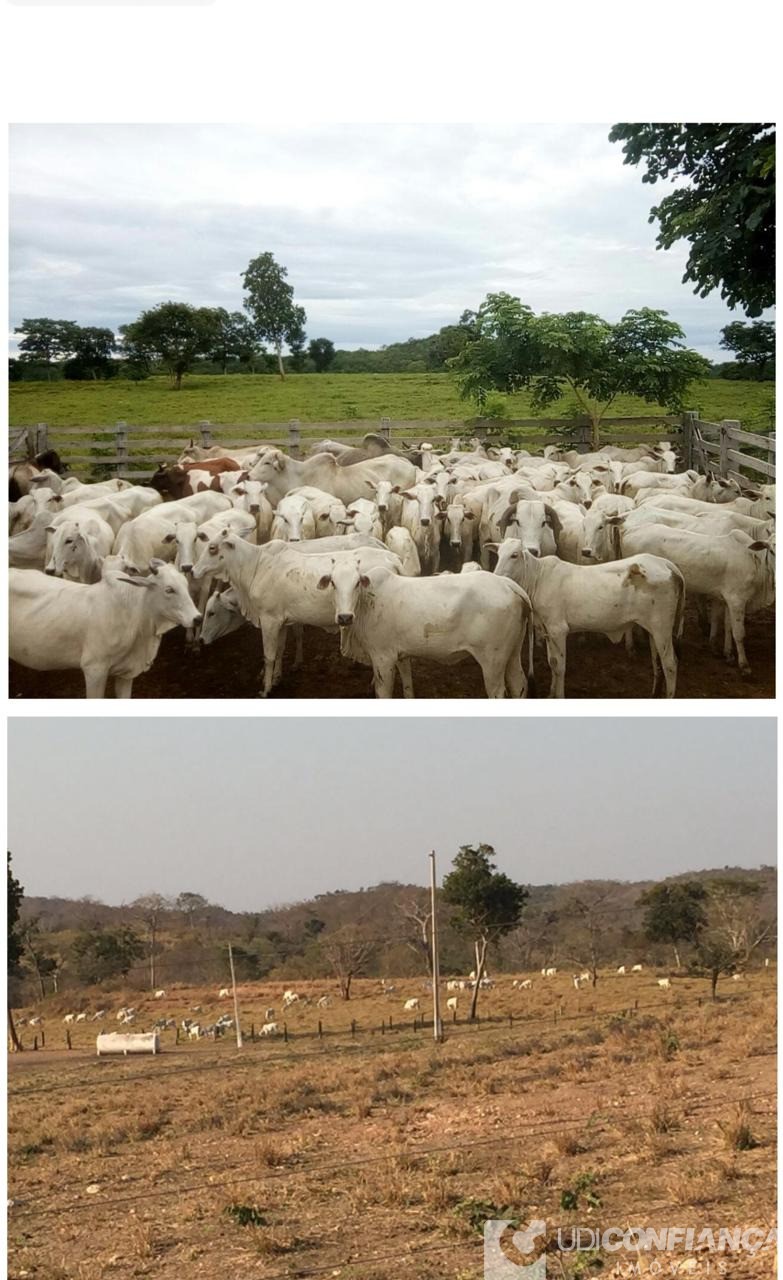 Fazenda à venda - Foto 9