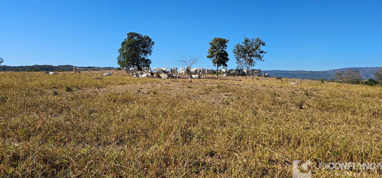 Fazenda à venda - Foto 9