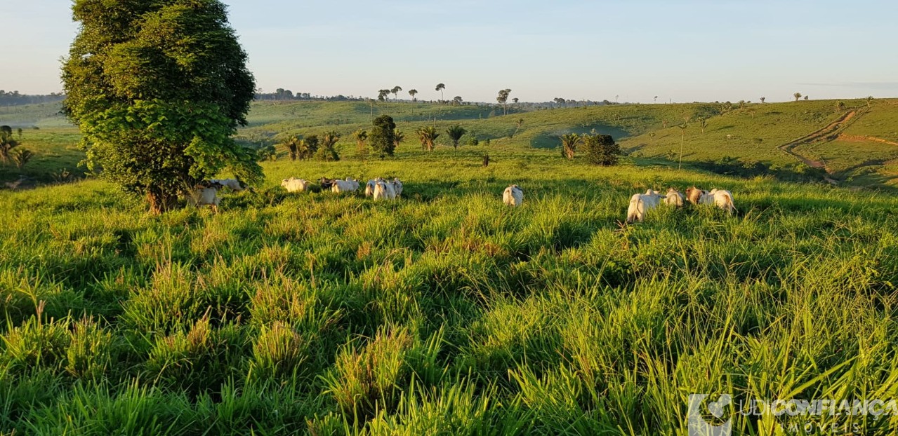 Fazenda à venda - Foto 4