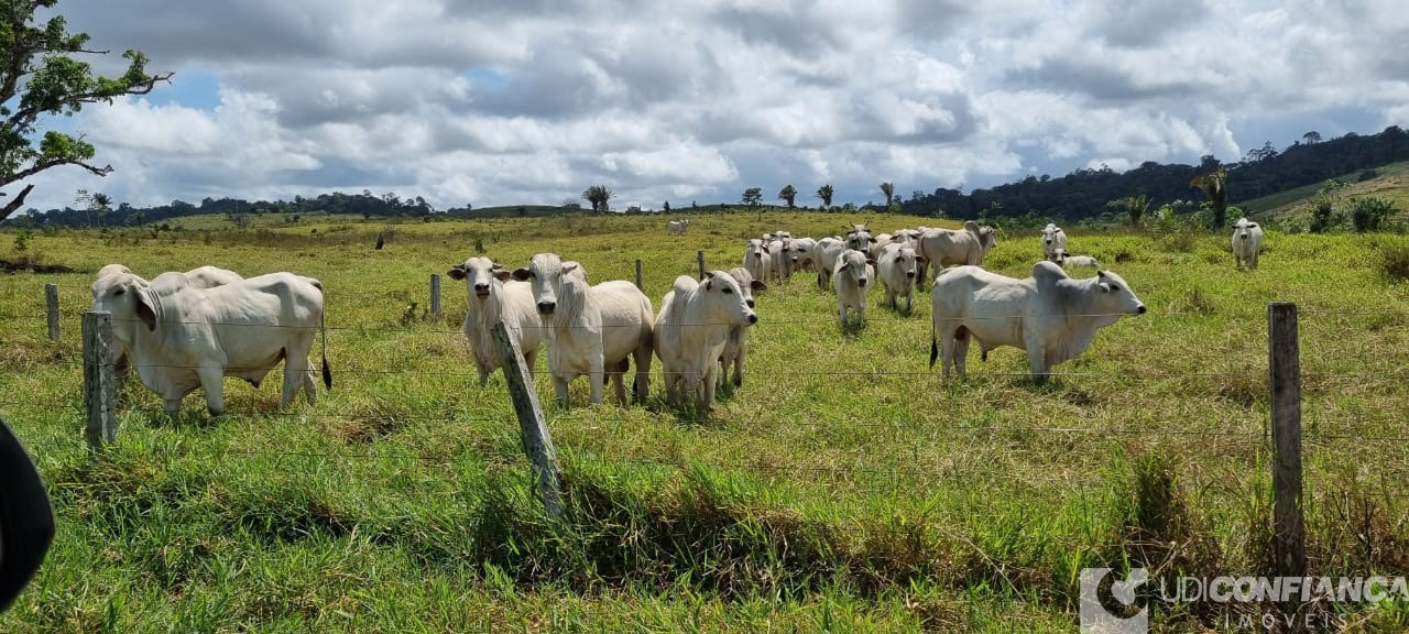 Fazenda à venda - Foto 6