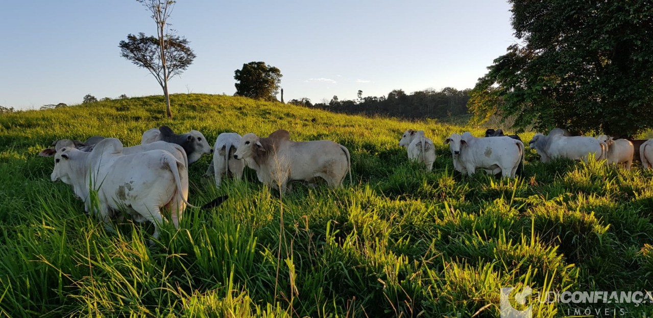 Fazenda à venda - Foto 2