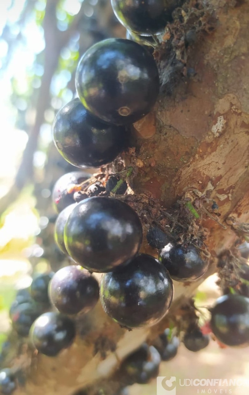 Fazenda à venda com 2 quartos - Foto 6