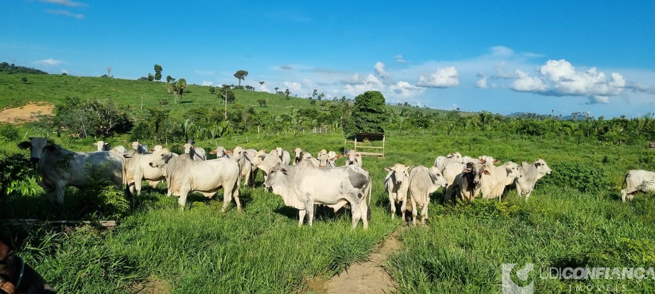 Fazenda à venda - Foto 8