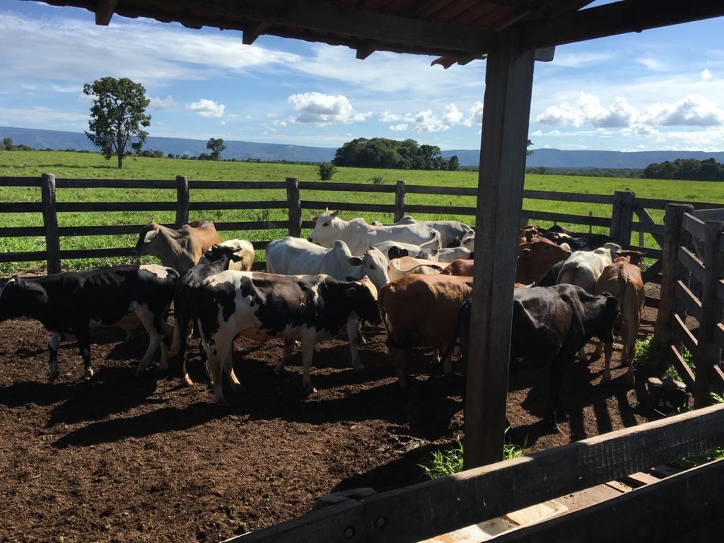 Fazenda à venda com 4 quartos - Foto 3