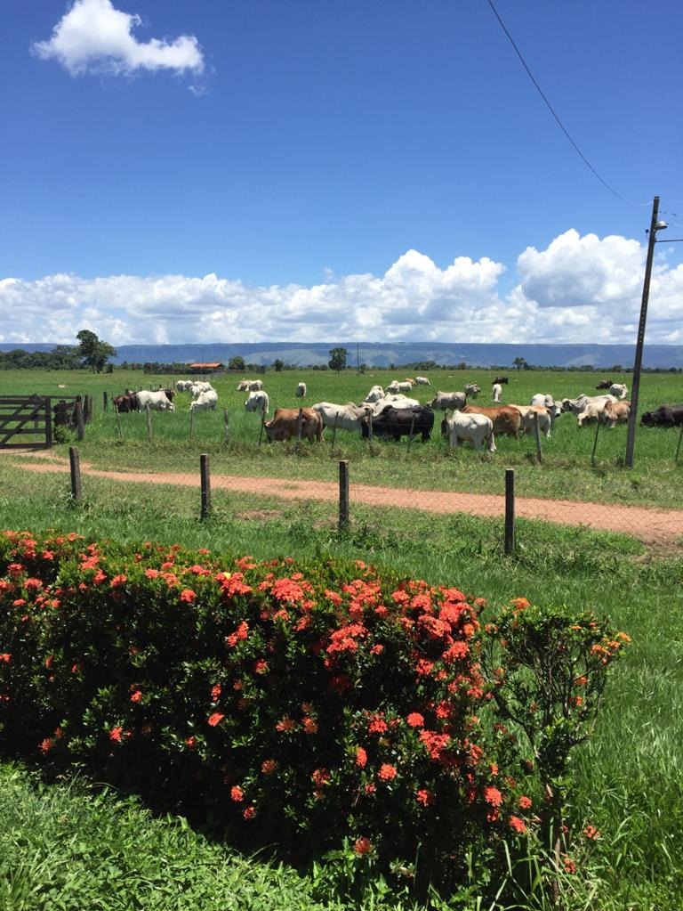 Fazenda à venda com 4 quartos - Foto 5