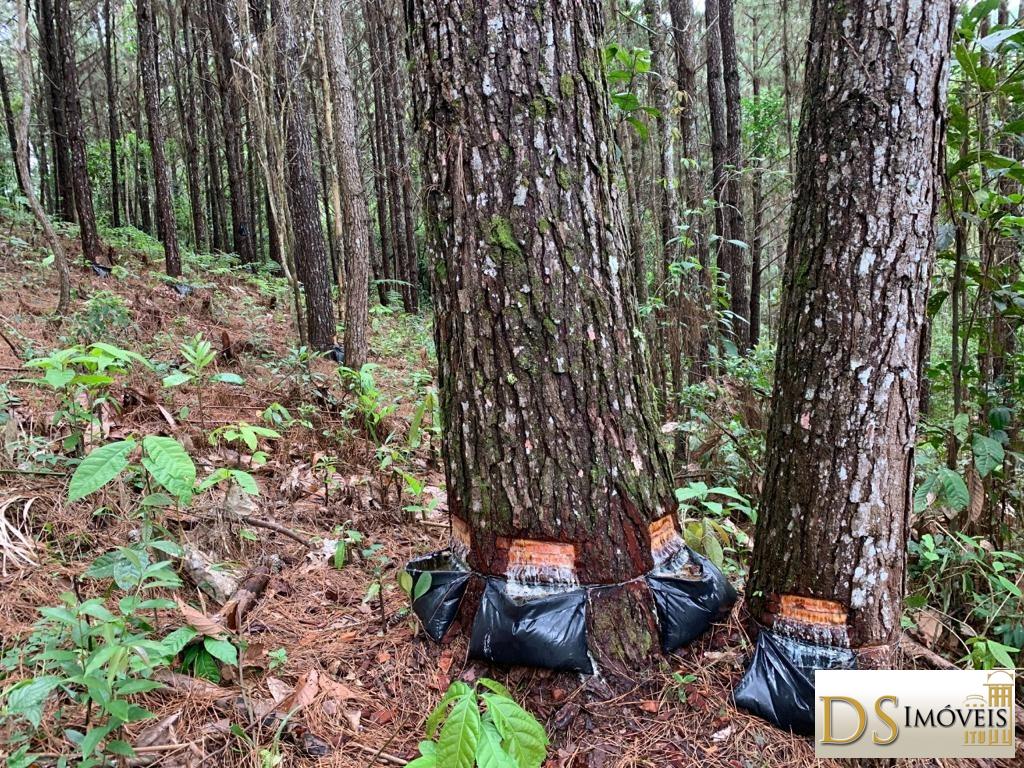 Fazenda em São Lourenço da Serra/São Paulo — Ref P5HRN7 — Imagem 38