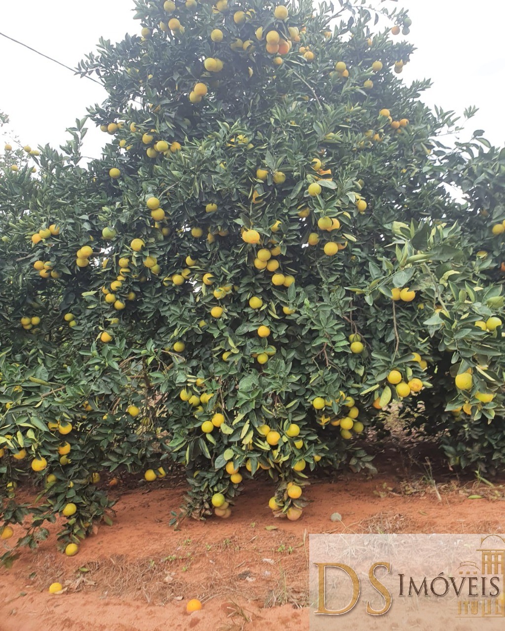 Fazenda em Guaimbê/São Paulo — Ref SY6C2L — Imagem 1