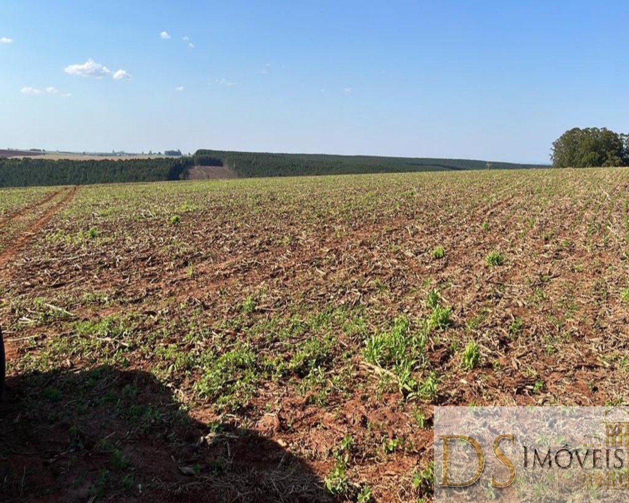 Fazenda em Paranapanema/São Paulo — Ref KB9XP3 — Imagem 15