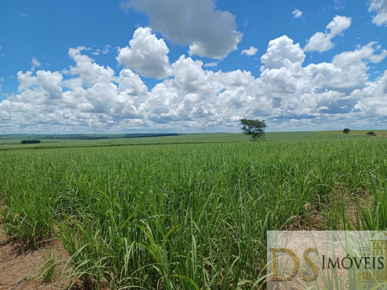 Fazenda em Pacaembu/São Paulo — Ref D8C5MS — Imagem 14