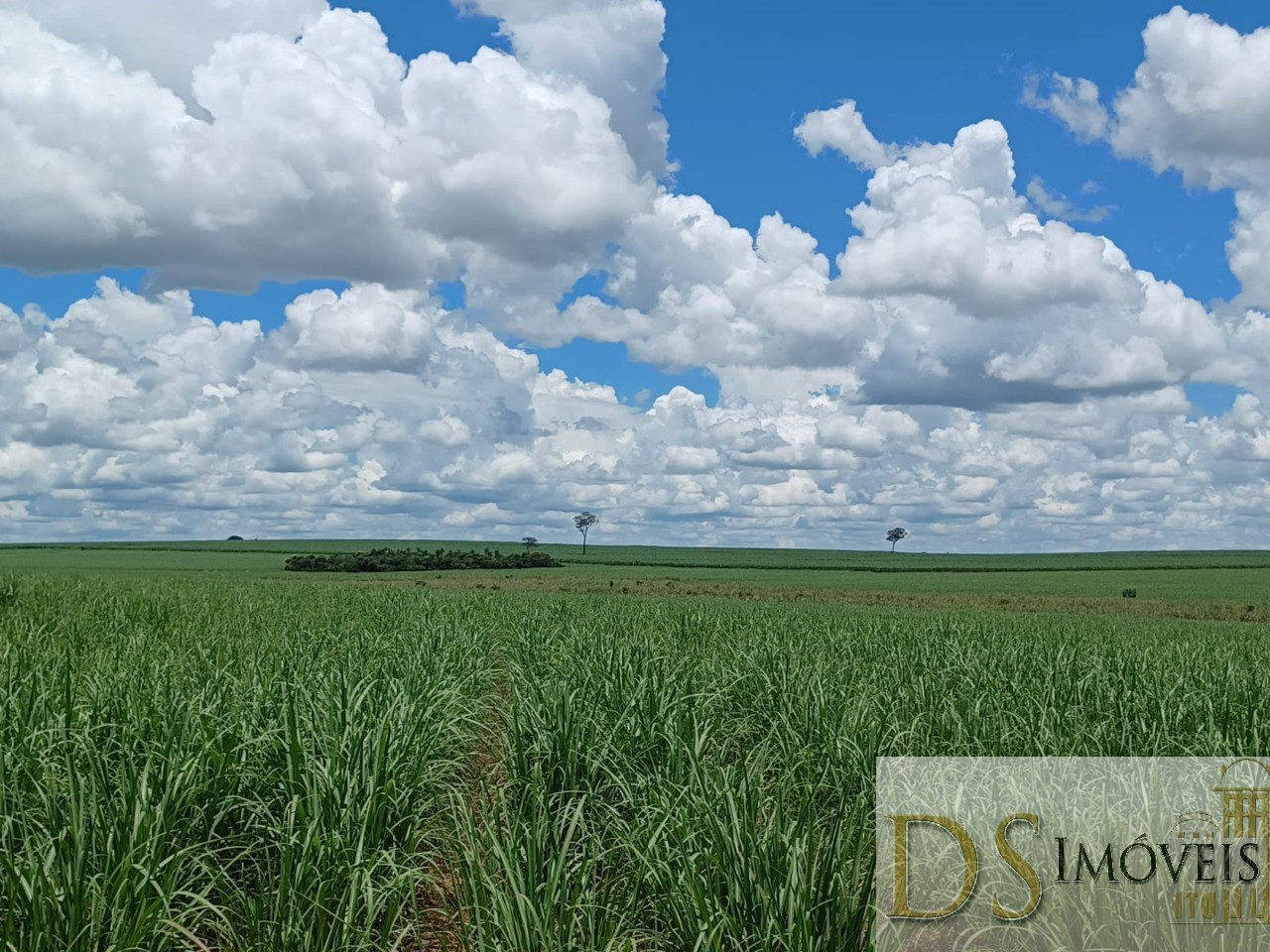 Fazenda em Pacaembu/São Paulo — Ref D8C5MS — Imagem 13