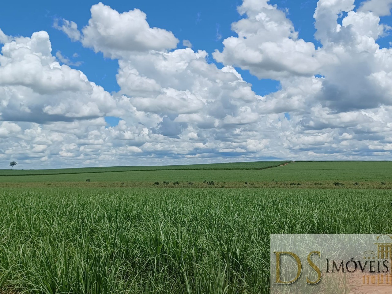 Fazenda em Pacaembu/São Paulo — Ref D8C5MS — Imagem 12