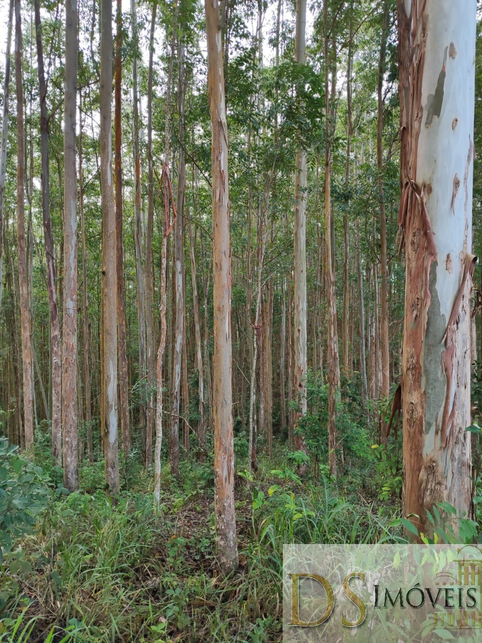 Fazenda em Guapiara/São Paulo — Ref WG7L73 — Imagem 6