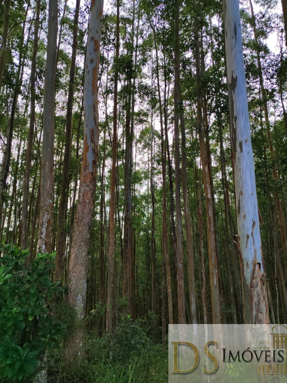 Fazenda em Guapiara/São Paulo — Ref WG7L73 — Imagem 2