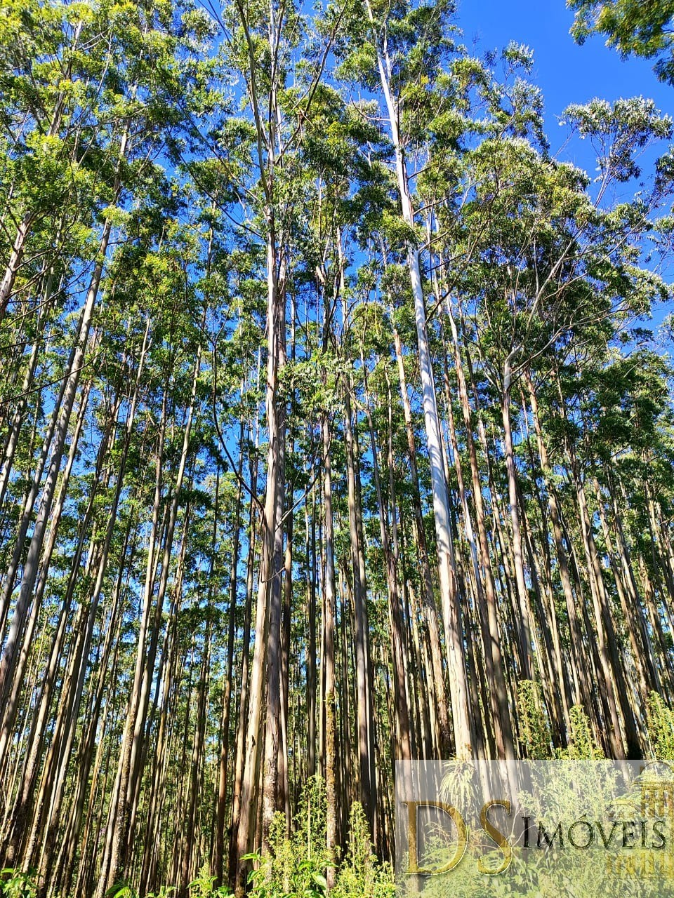 Fazenda em Guapiara/São Paulo — Ref WG7L73 — Imagem 3