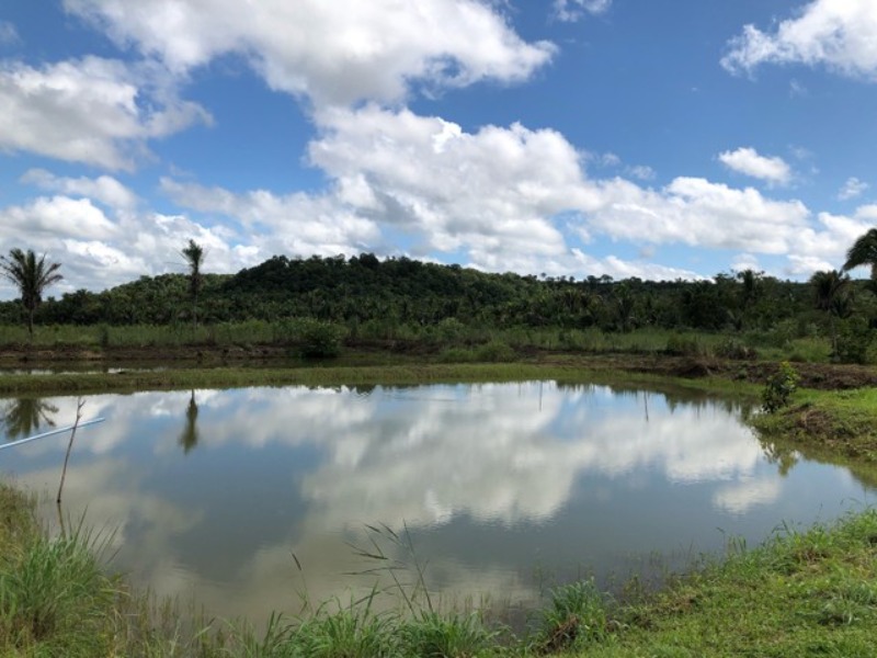 Sítio à venda com 2 quartos, 11000m² - Foto 6