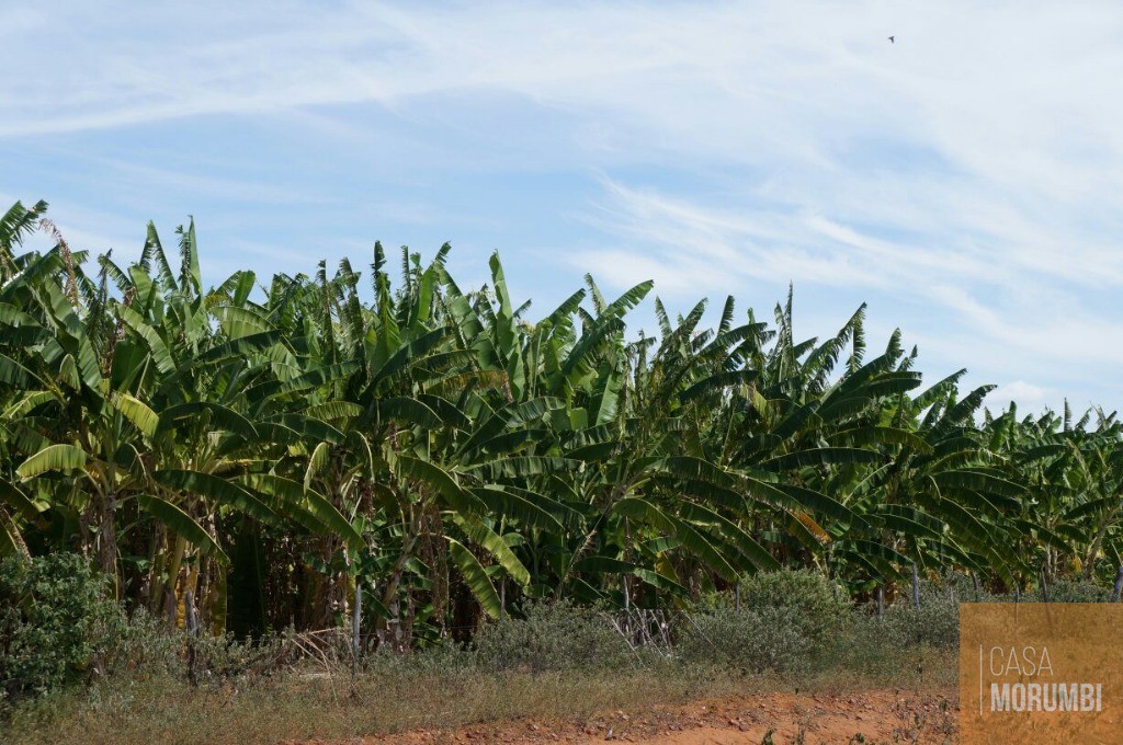 Fazenda à venda com 1 quarto, 16000m² - Foto 5