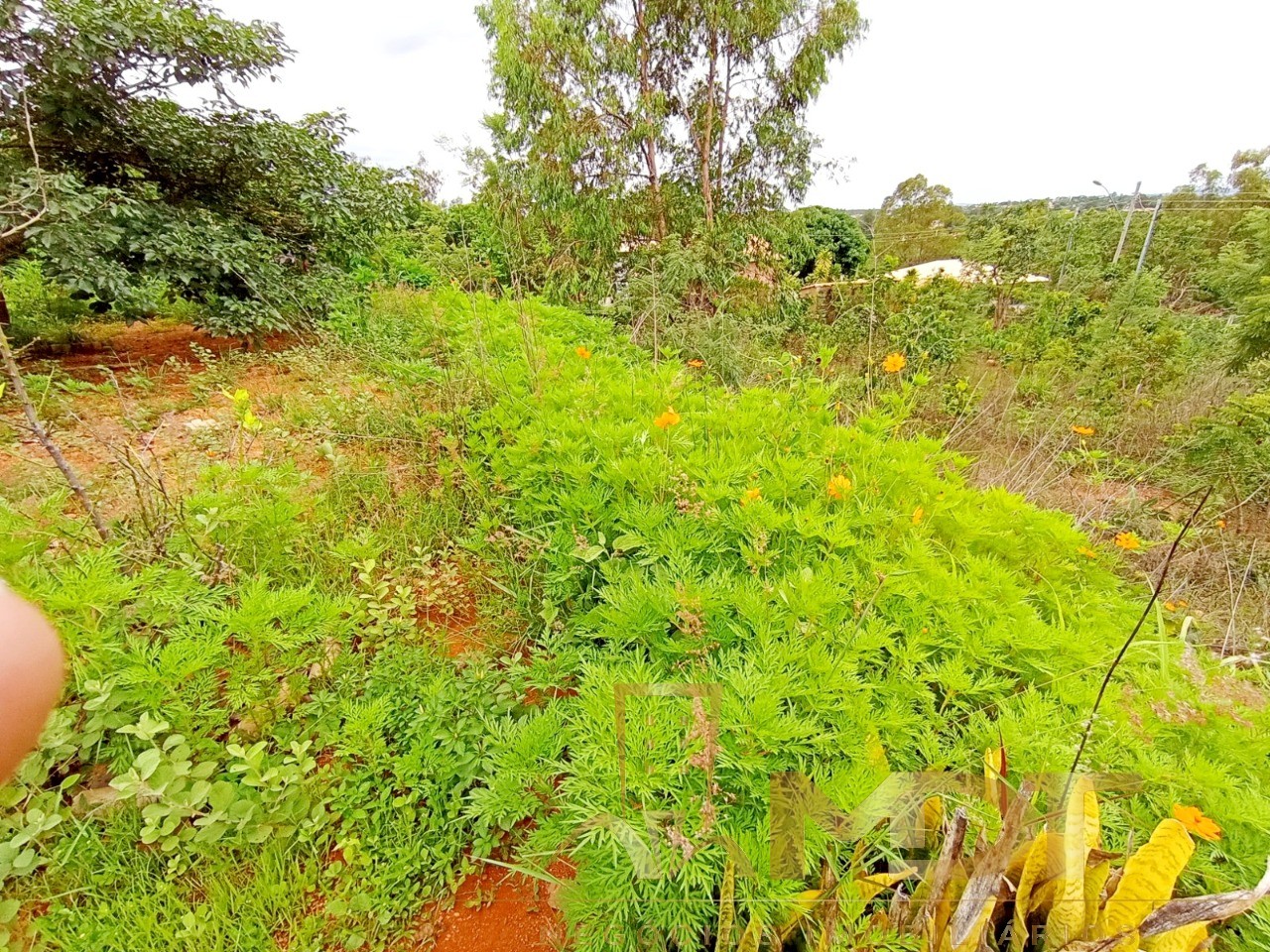 Terreno à venda, 2000m² - Foto 5