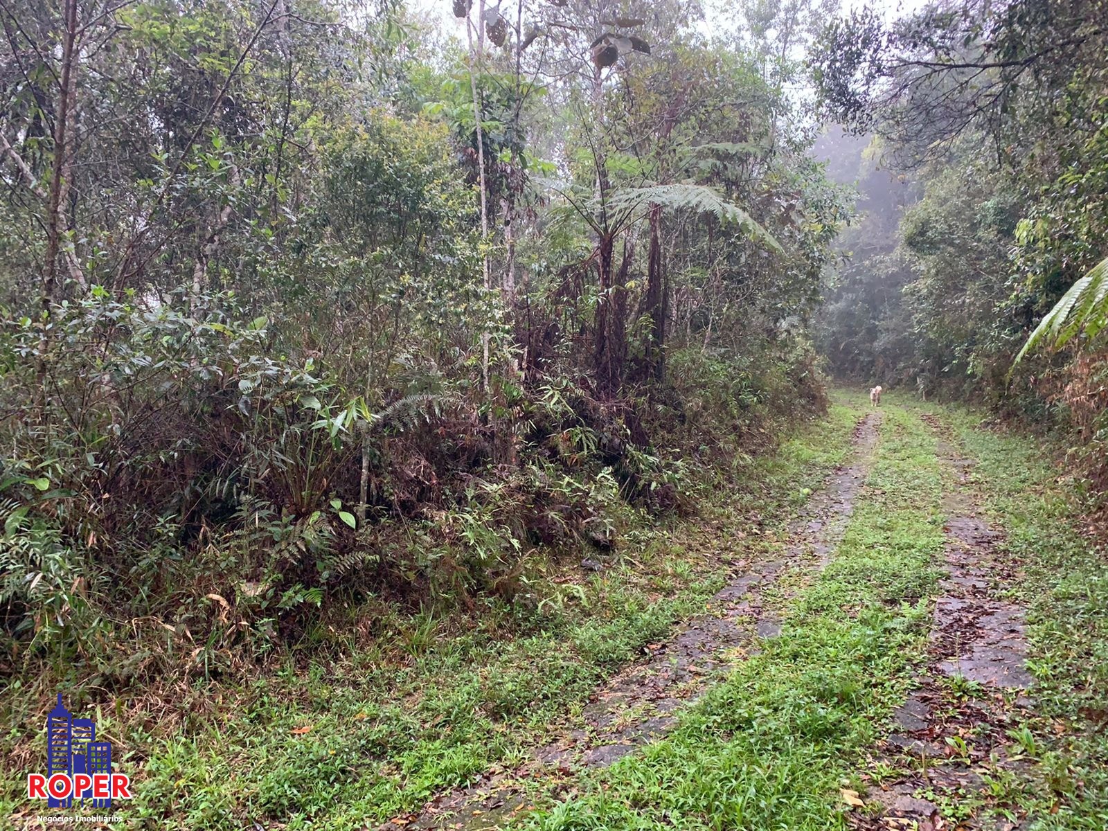 Chácara à venda com 4 quartos, 35000m² - Foto 3